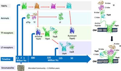 Insights from targeting transferrin receptors to develop vaccines for pathogens of humans and food production animals